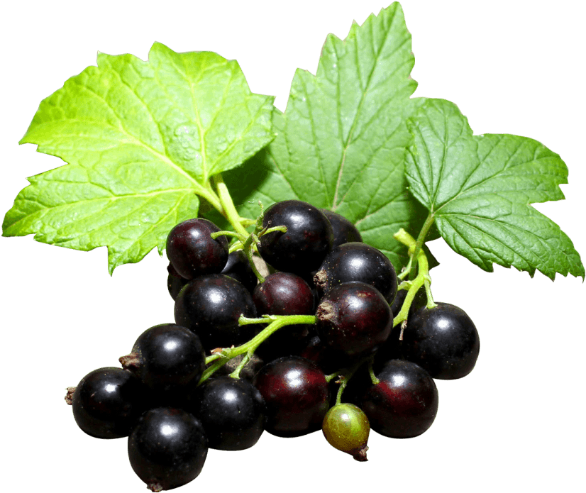 Free Png Black Currant Png Images Transparent - Grow Blackcurrants (850x720), Png Download