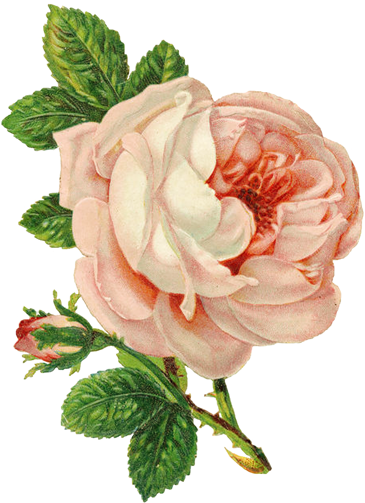 "the Rose Speaks Of Love Silently, In A Language Known (773x1046), Png Download