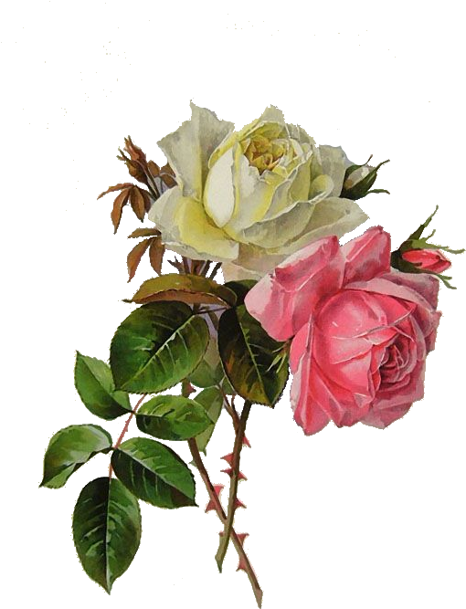 Rose Vintage Roses, Vintage Floral, Botanical Flowers, - Paul De Longpre (516x692), Png Download