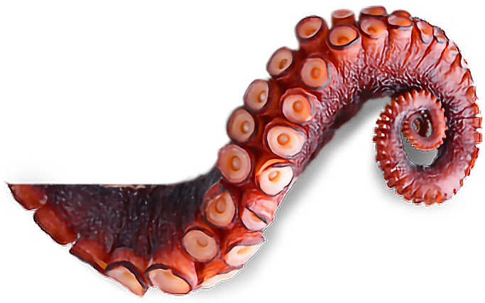 Report Abuse - Octopus Tentacles Transparent (682x504), Png Download