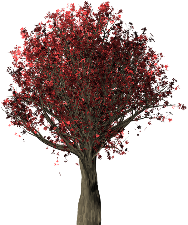 Tree, Oak, Oak Tree, Quercus, Fall Leaves, Fall Colors - Colorful Trees Png (720x720), Png Download