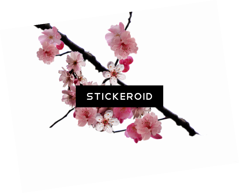 Cherry Blossom Flower - Cherry Blossom (984x793), Png Download
