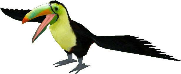 Keel-billed Toucan - Keel Billed Toucan Png (614x614), Png Download