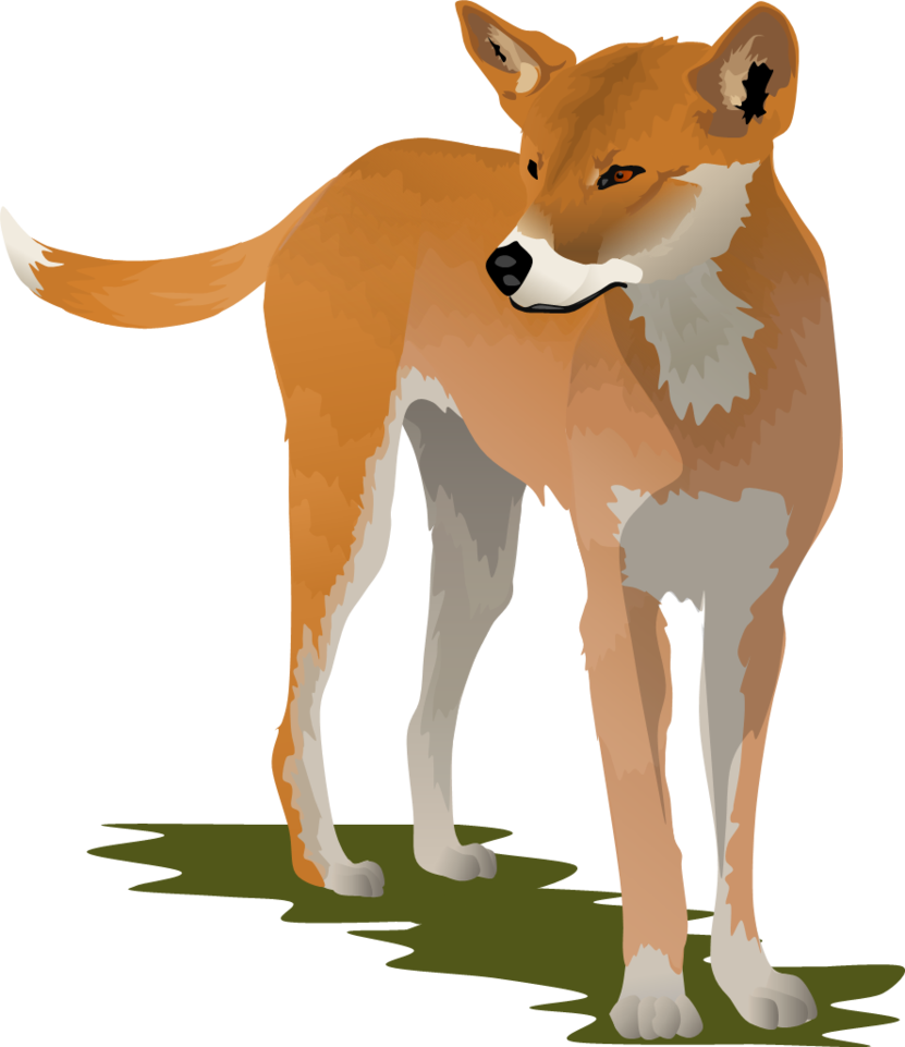 Dingo Png - Dingo Clipart (831x961), Png Download