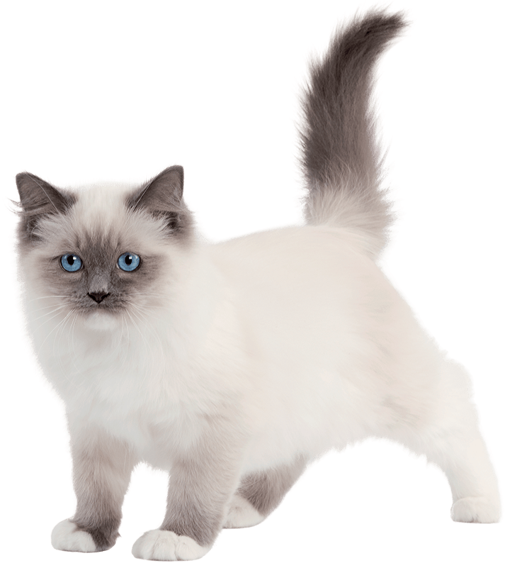 Fond D Écran Sacré De Birmanie Chatons (800x800), Png Download