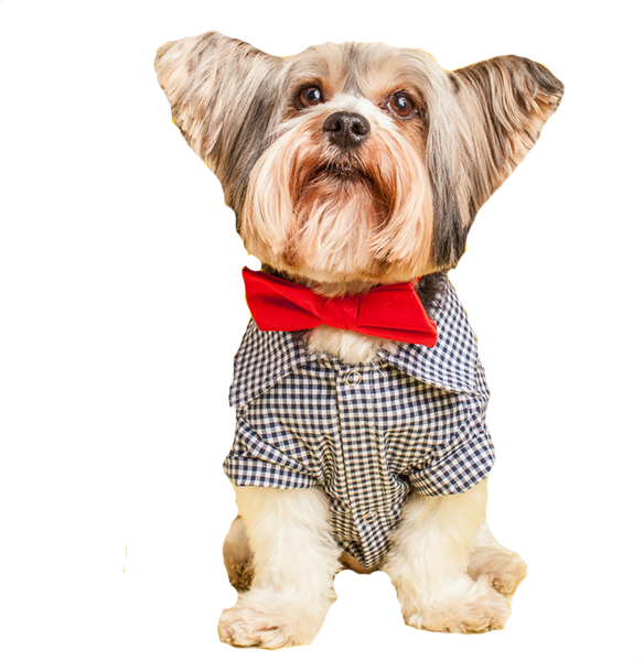 Discontinued Gingham Dog Shirt - Dog (600x600), Png Download