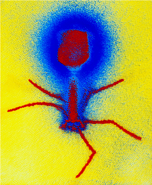 Walter Br Phage2 (733x648), Png Download