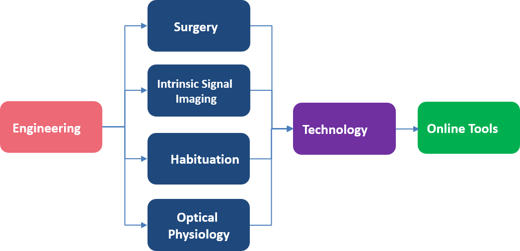Creating A Cortical Activity Map - Diagram (1047x506), Png Download