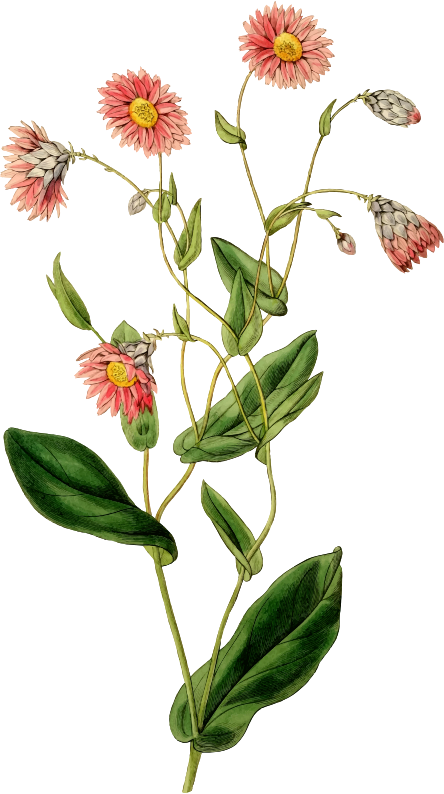 Flower Image Resolution Download Painting - Botanical Floral Png (420x750), Png Download