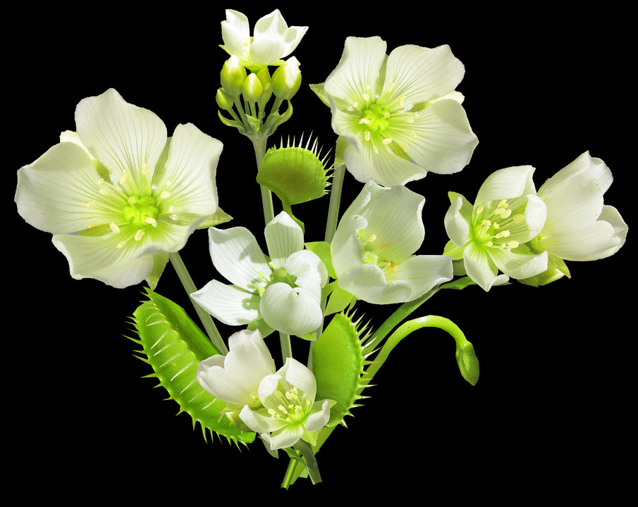 2 - Dendrobium (905x720), Png Download