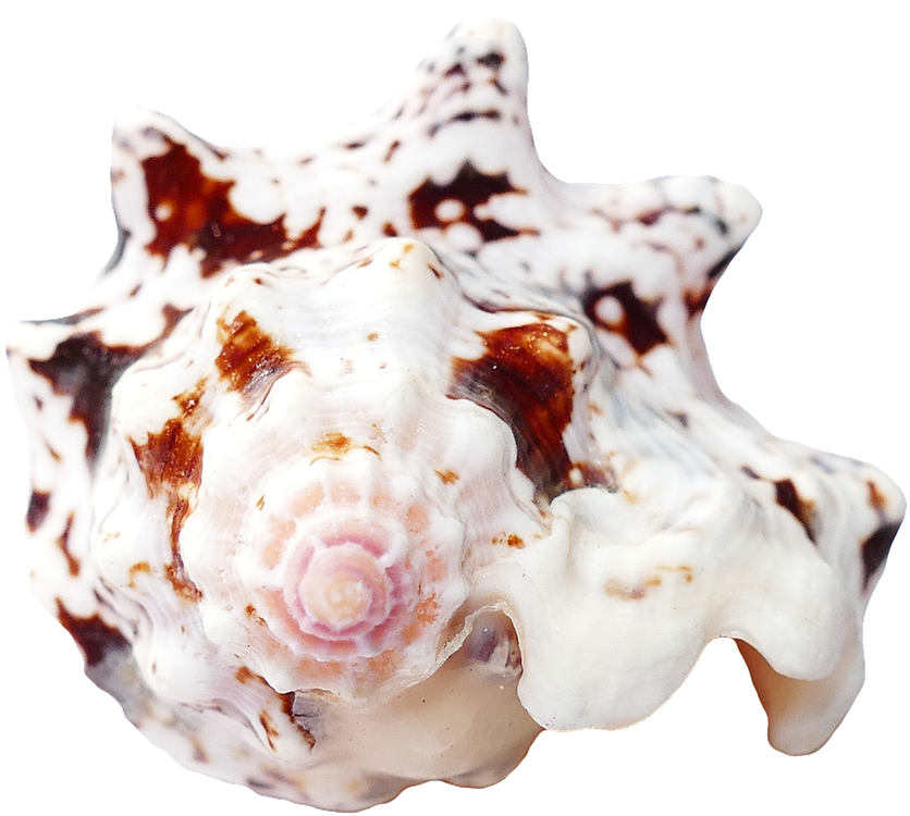 Travel, Sea Shells Ocean Beach Vacation Sea Shells - Seashell (1280x853), Png Download