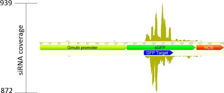 Where Can I Obtain The Ta-sirna Vectors For Soybean - Diagram (953x437), Png Download