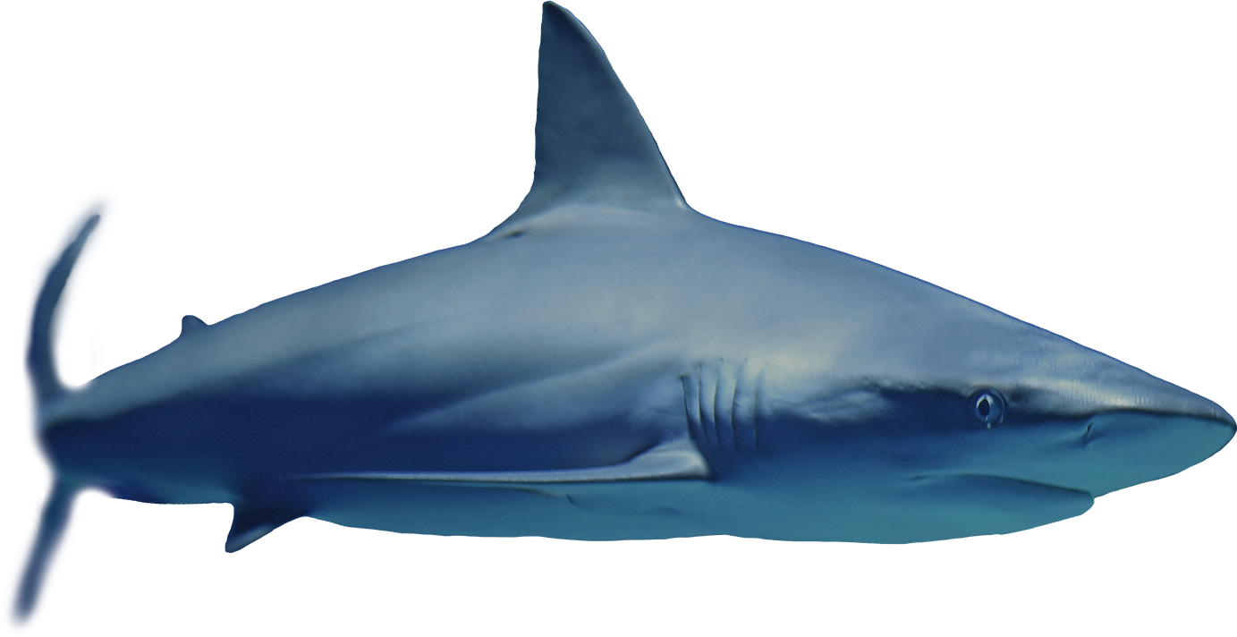 Anchor - Great White Shark (1383x712), Png Download