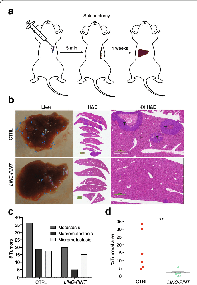 Download - Hct116 Cells (689x997), Png Download