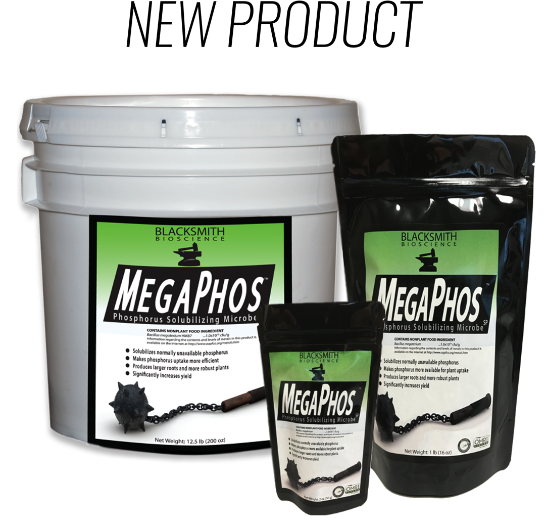 Shark (1080x1136), Png Download