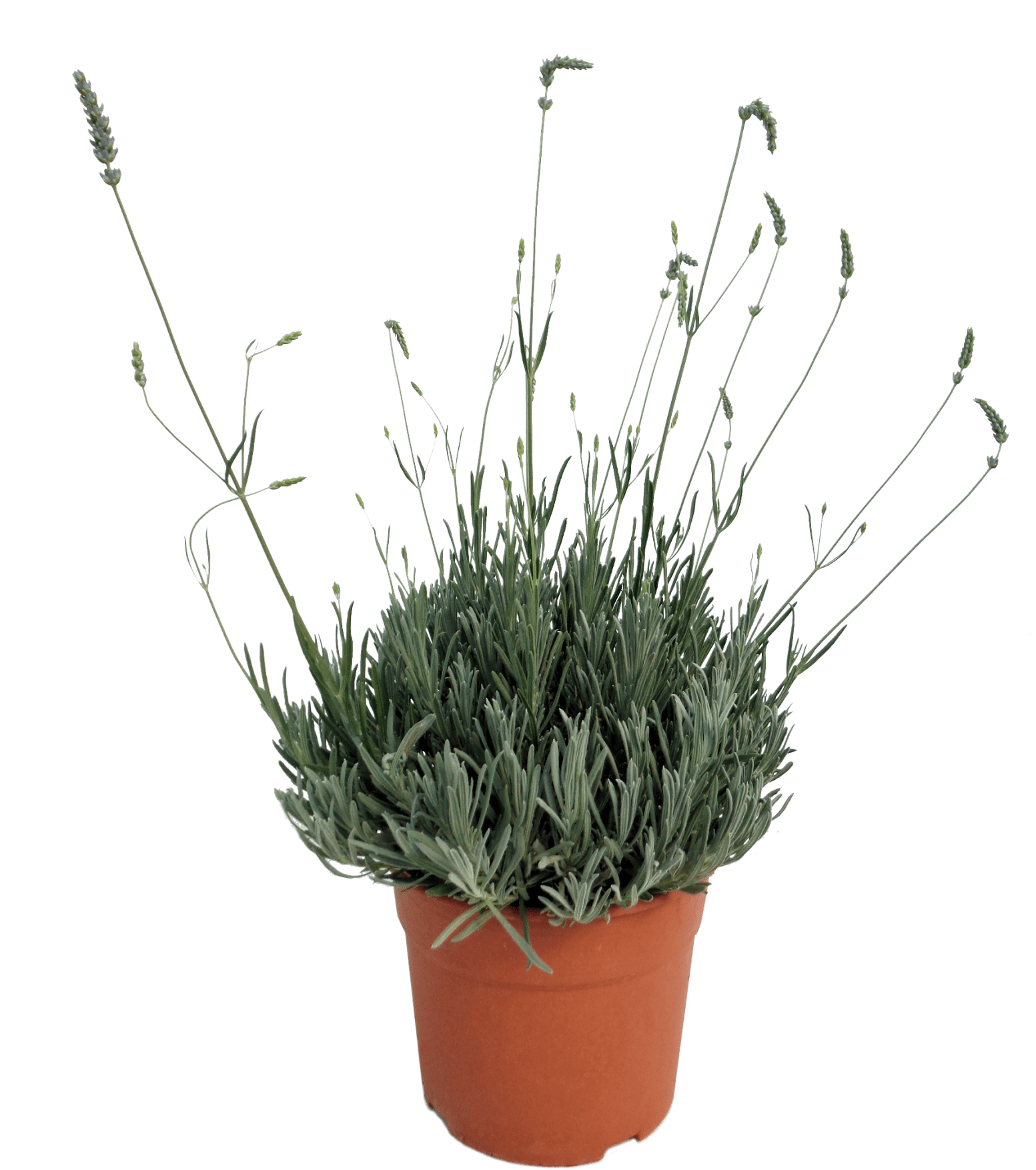 Lavandula Officinalis - Flowerpot (1693x2048), Png Download