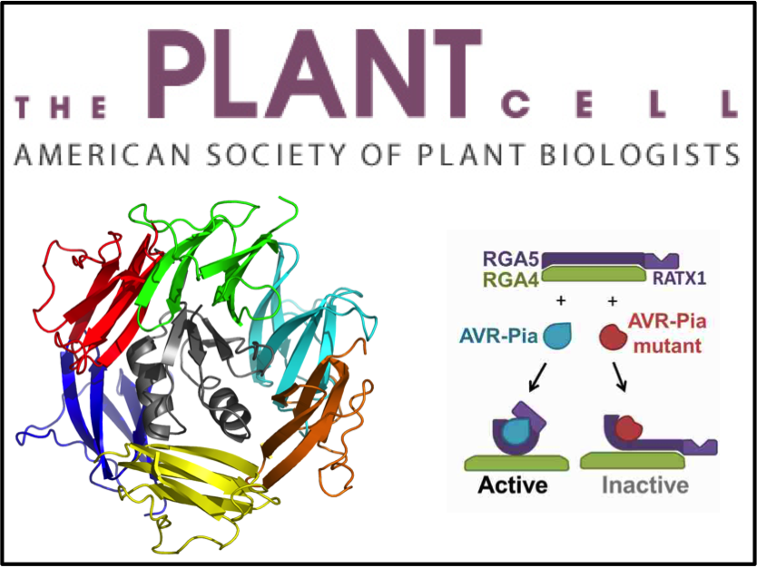 Nlr Multidomain Proteins Largely Mediate The Immune - Graphic Design (834x626), Png Download