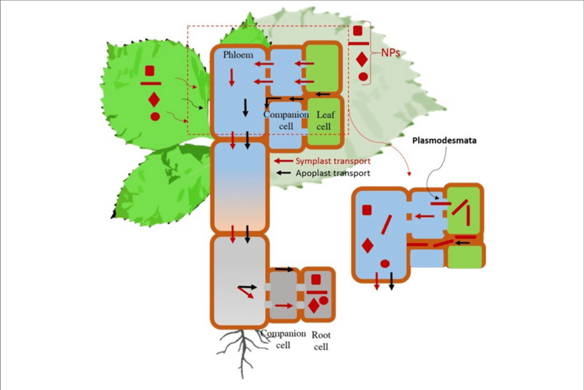 Mechanistic Understanding Of Nanoparticle Transport - Apoplastic Pathway Of Nanoparticle (850x568), Png Download