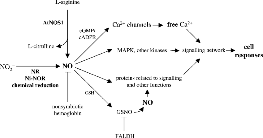 Schematic Representation Of No Signalling In Plant - No Synthesis In Plant (850x448), Png Download
