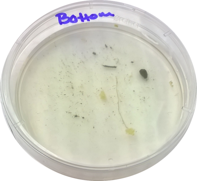 Cosette Taggart Lab 2 Bottom Niche - Portable Network Graphics (648x596), Png Download