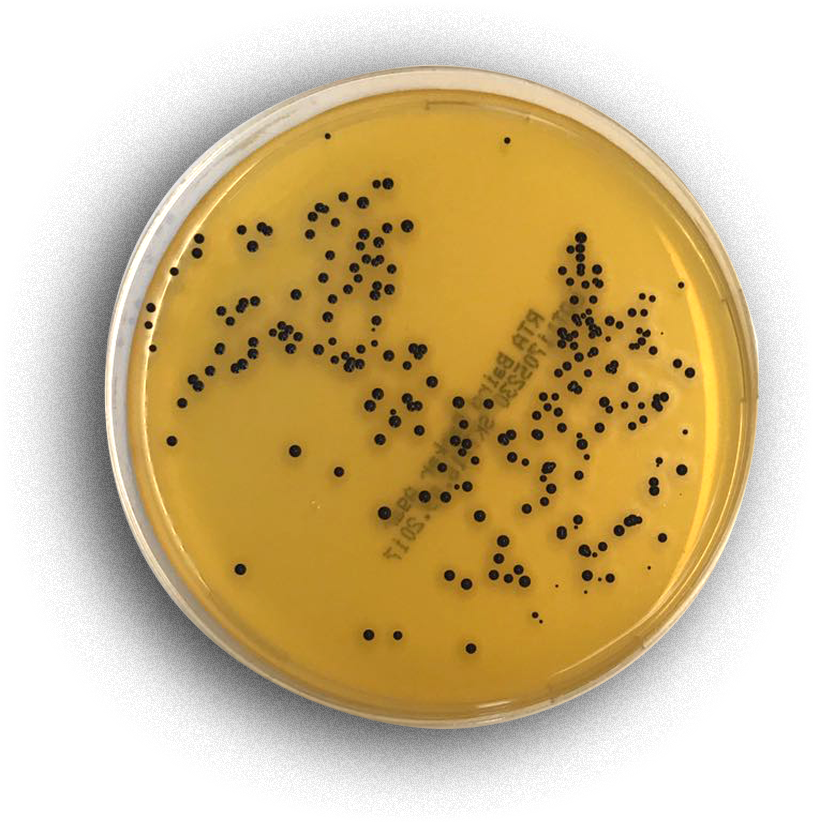 Baird Parker Agar - Baird-parker Agar (1200x1200), Png Download