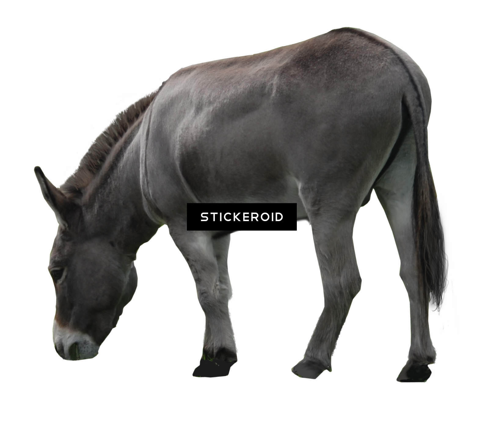 Donkey (1585x1421), Png Download