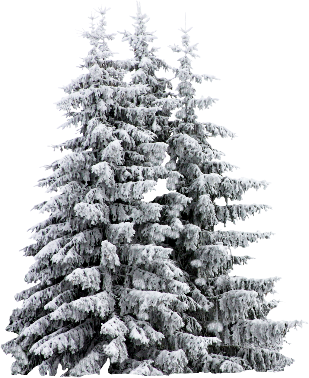 Report Abuse - Snow Covered Trees Sketch (1024x1253), Png Download