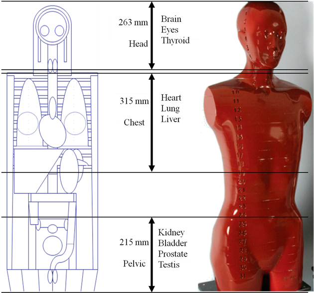 Scan Region And Its Length For Each Examination Were - Alderson Rando Phantom (902x591), Png Download