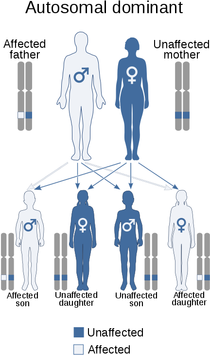 Autosomal Dominant - En - Autosomal Dominant (442x768), Png Download