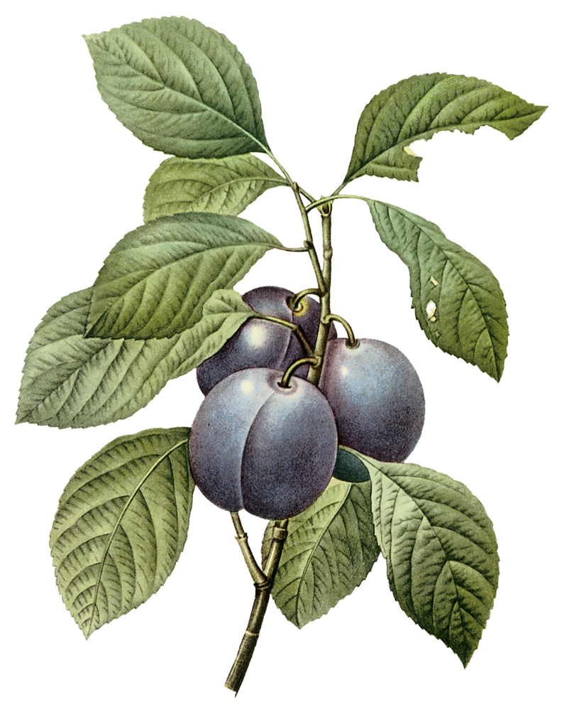 Plumplate118 - Plum Botanical Illustration (1000x1250), Png Download