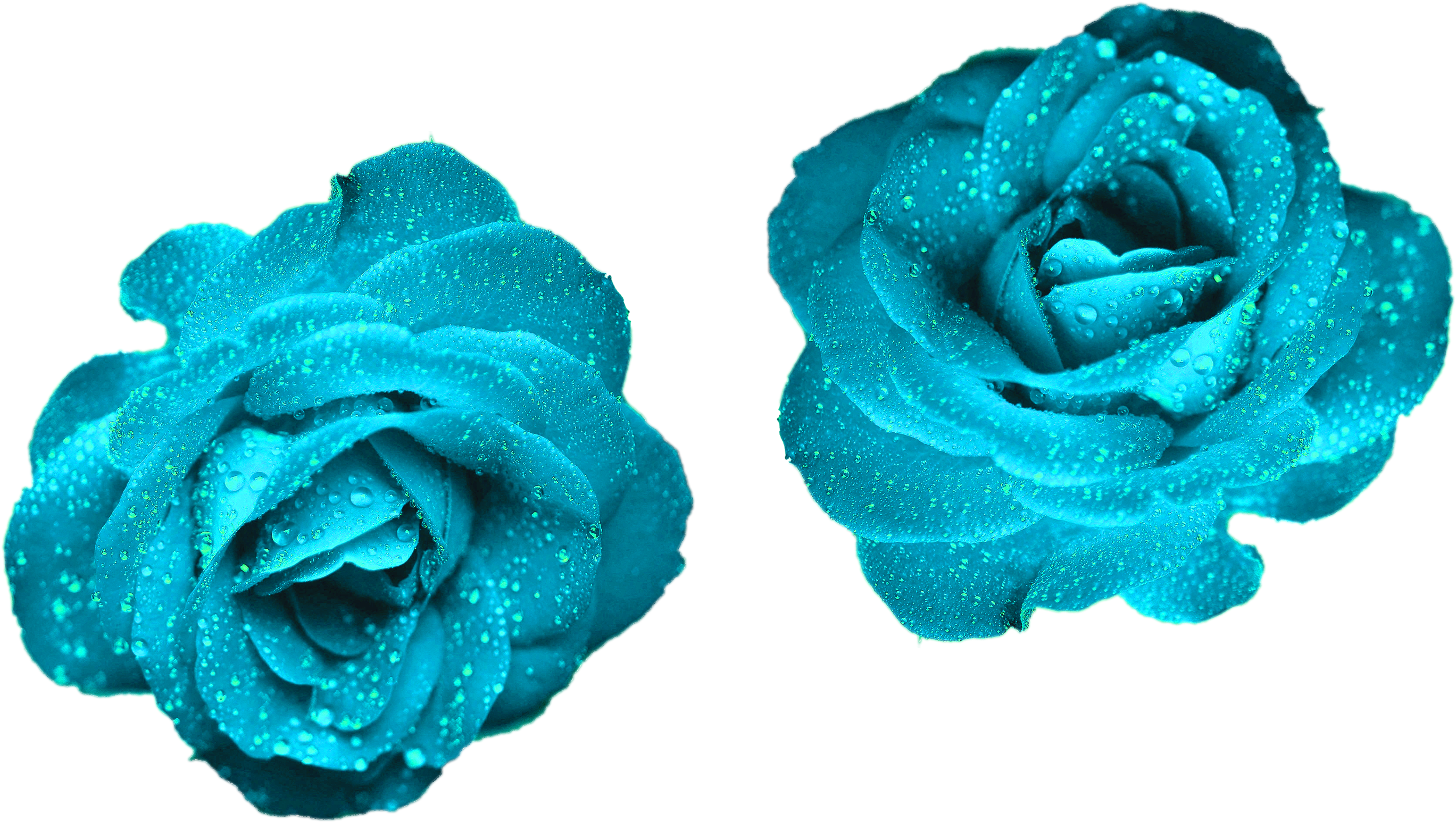 Glowing Blue Roses Blue Color Roses Png Png Nature (3000x2000), Png Download