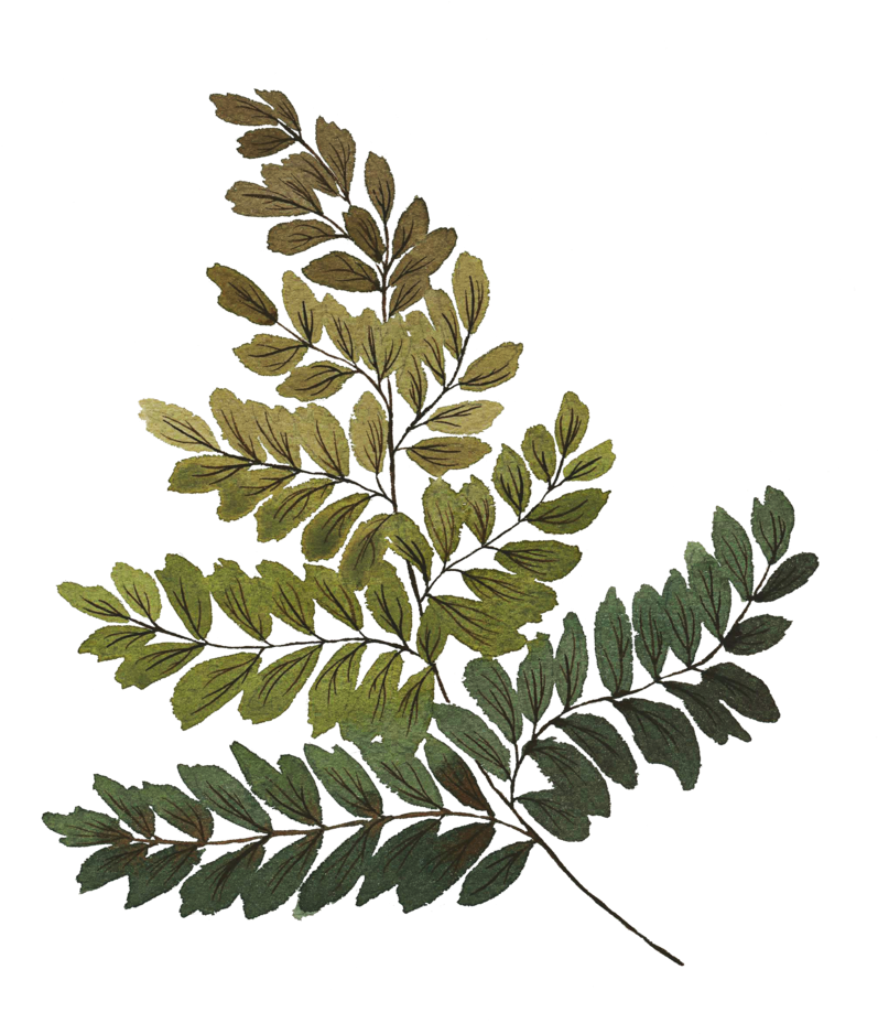 Large Fern - Fern (800x956), Png Download