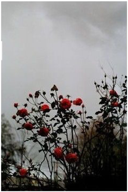 Ceiaxostickers Grunge Horror Goth Gothic Creepy Spooky - Bottlebush (1024x1024), Png Download