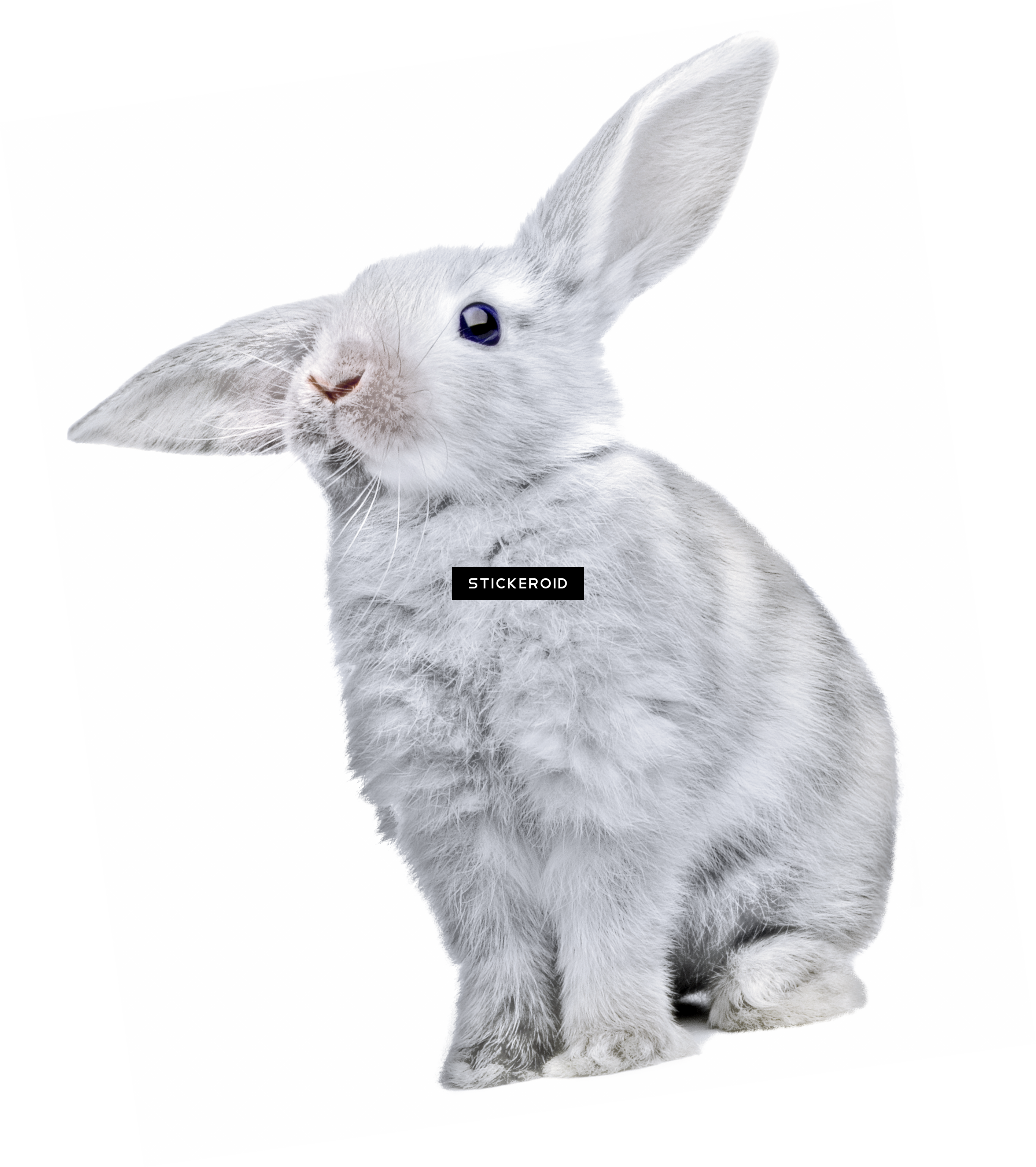Rabbit Кролик - Rabbit (2827x3183), Png Download