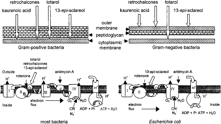 Diagram Of The Bacterial Cell Wall And The Respiratory - Gram Positive Respiration Chain (850x477), Png Download