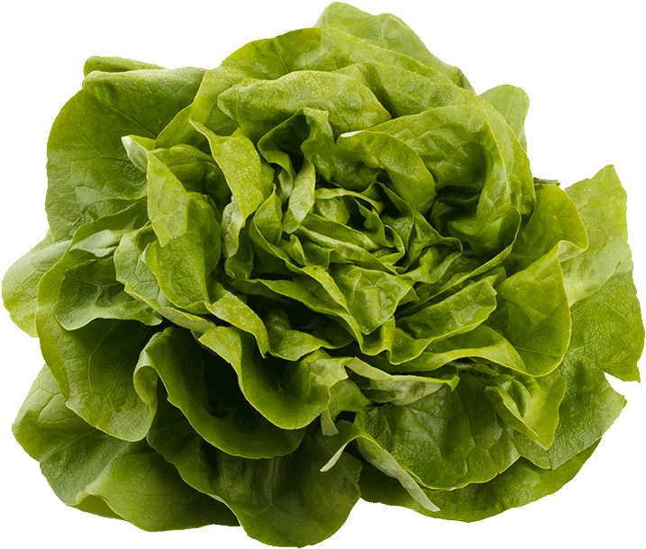 Kweik Iceberg Lettuce - سبزی اسفناج (847x1000), Png Download