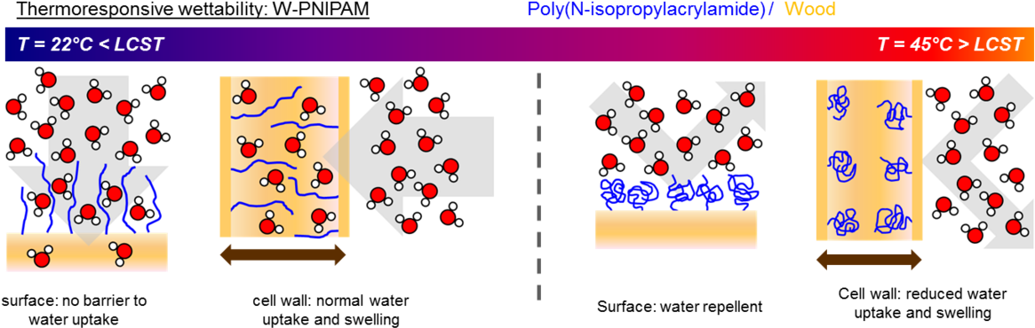 Wood Polymer Hybrids With Controlled Hygro-responsiveness - Water Uptake Polymer (1200x391), Png Download