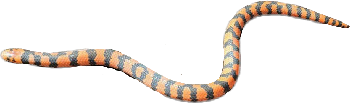 Sonoran Coral Snake (1183x350), Png Download