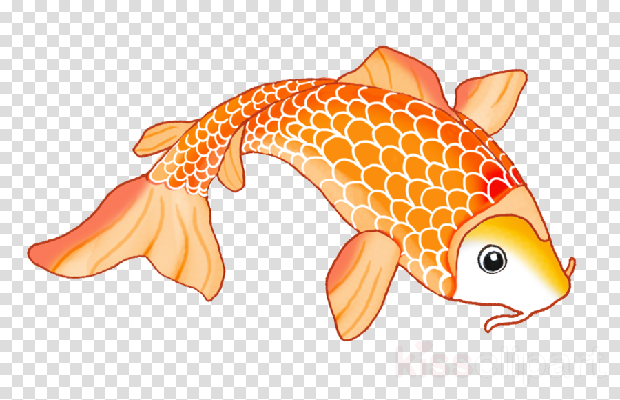 Koi Fish Drawing Orange Clipart Koi Goldfish Drawing - Wrigley Field (900x580), Png Download
