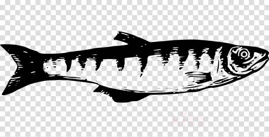 Portable Network Graphics Clipart Fish Shark - Peces Del Lago Titicaca Para Dibujar (900x460), Png Download