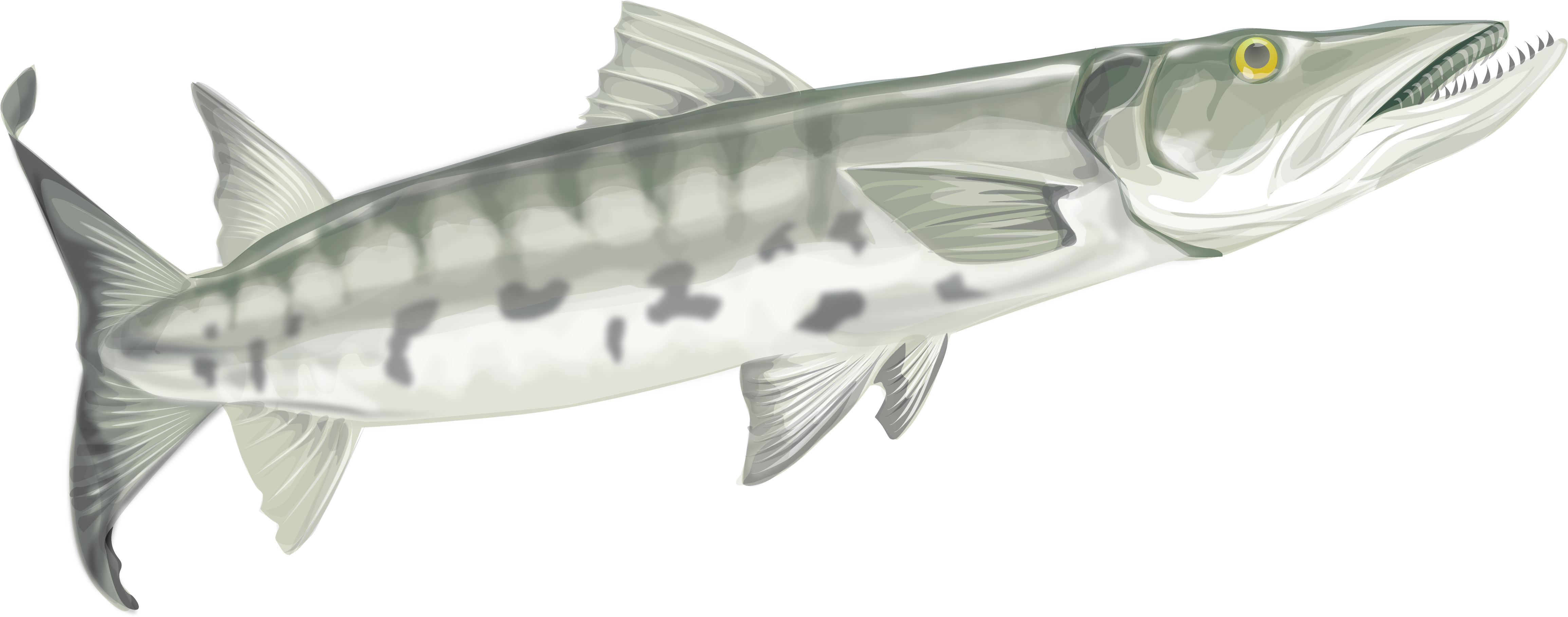 Graphic Library Download Images Of Spacehero Fish - Coloring Book (4738x2073), Png Download