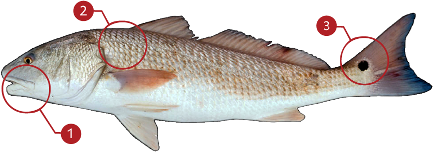 How To Identify A Red Drum (873x369), Png Download