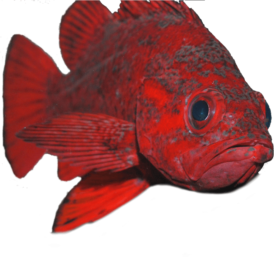 Please Scroll Down To Make Your Donation - Ray-finned Fish (988x825), Png Download
