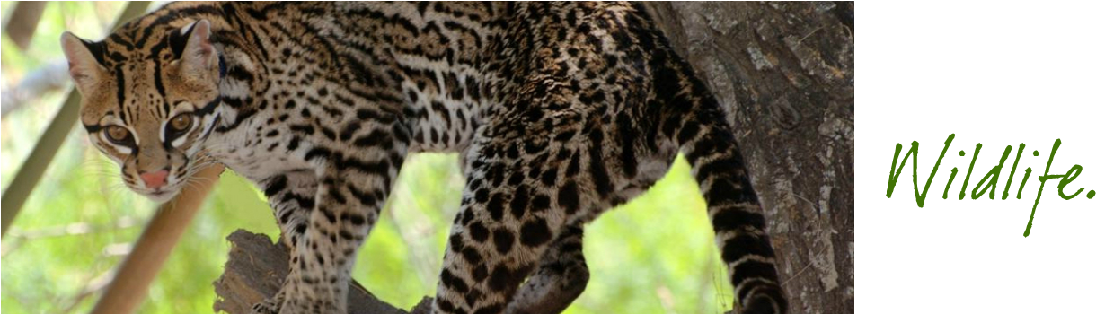 Friends Of Wildlife Refuge - Wildflower Path Englisches Hörbuch, Sarah Harrison, (1250x349), Png Download