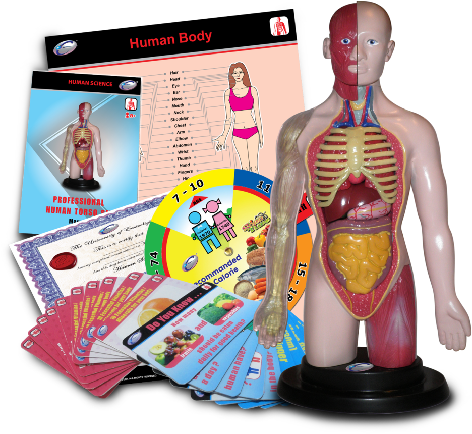 Eastcolight Science Prefessional Human Torso Set (1000x907), Png Download