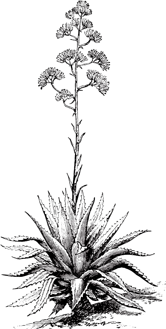 Mezcal Nucano - Mezcal Plant (648x1203), Png Download