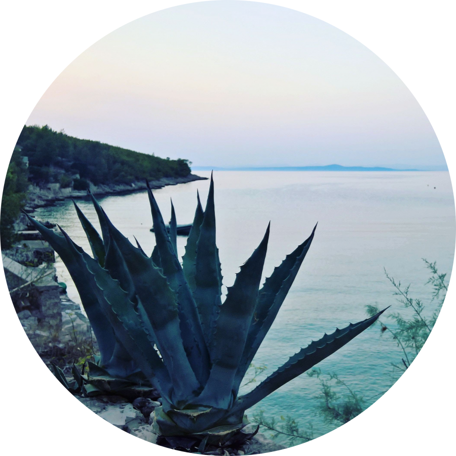 Plants (900x900), Png Download