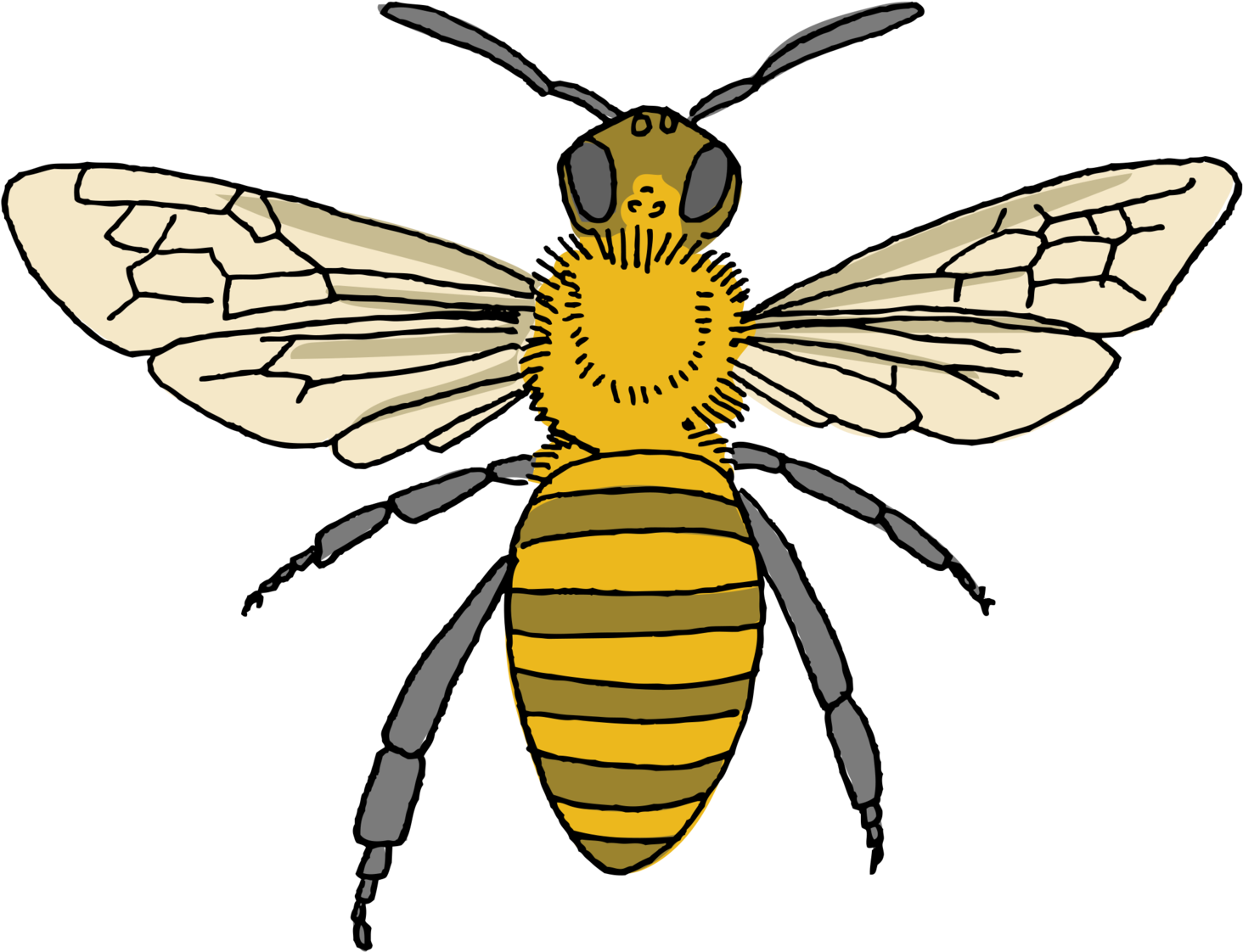 Honey Bee - Tattly (2048x2048), Png Download