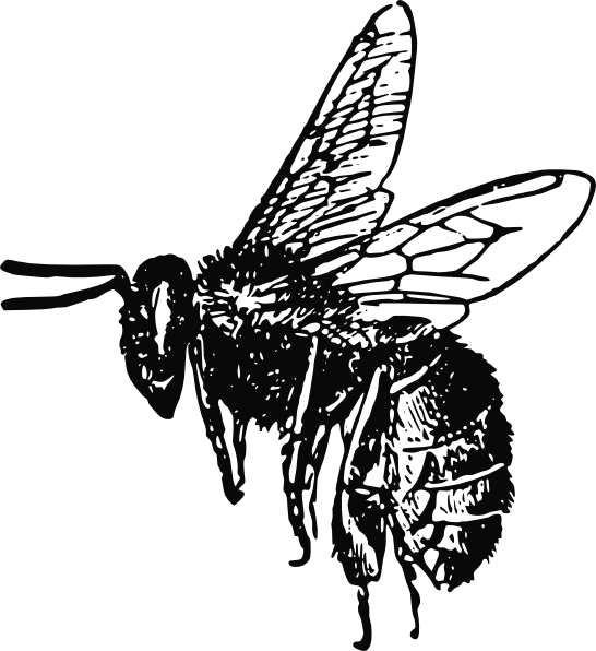 Drawn Bees Honey Bee - Flying Bee Drawing (546x596), Png Download