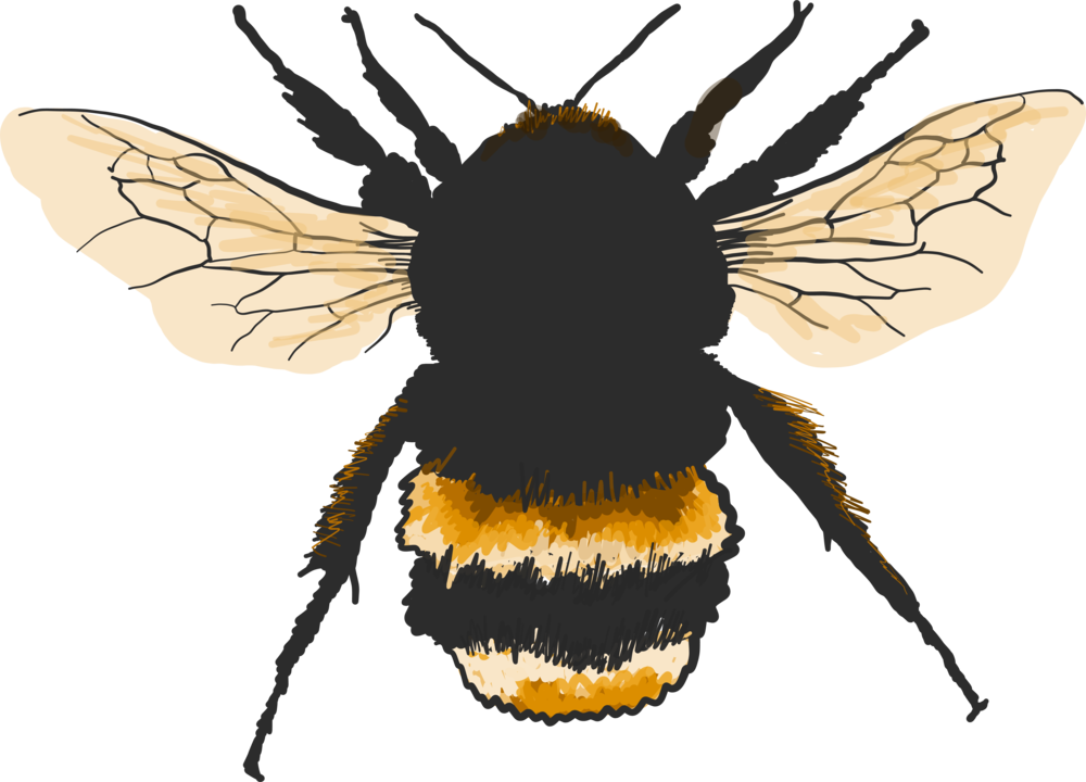 Bombus Terrestris , Artwork Based On Image And Reproduced - Buff-tailed Bumblebee (1000x720), Png Download